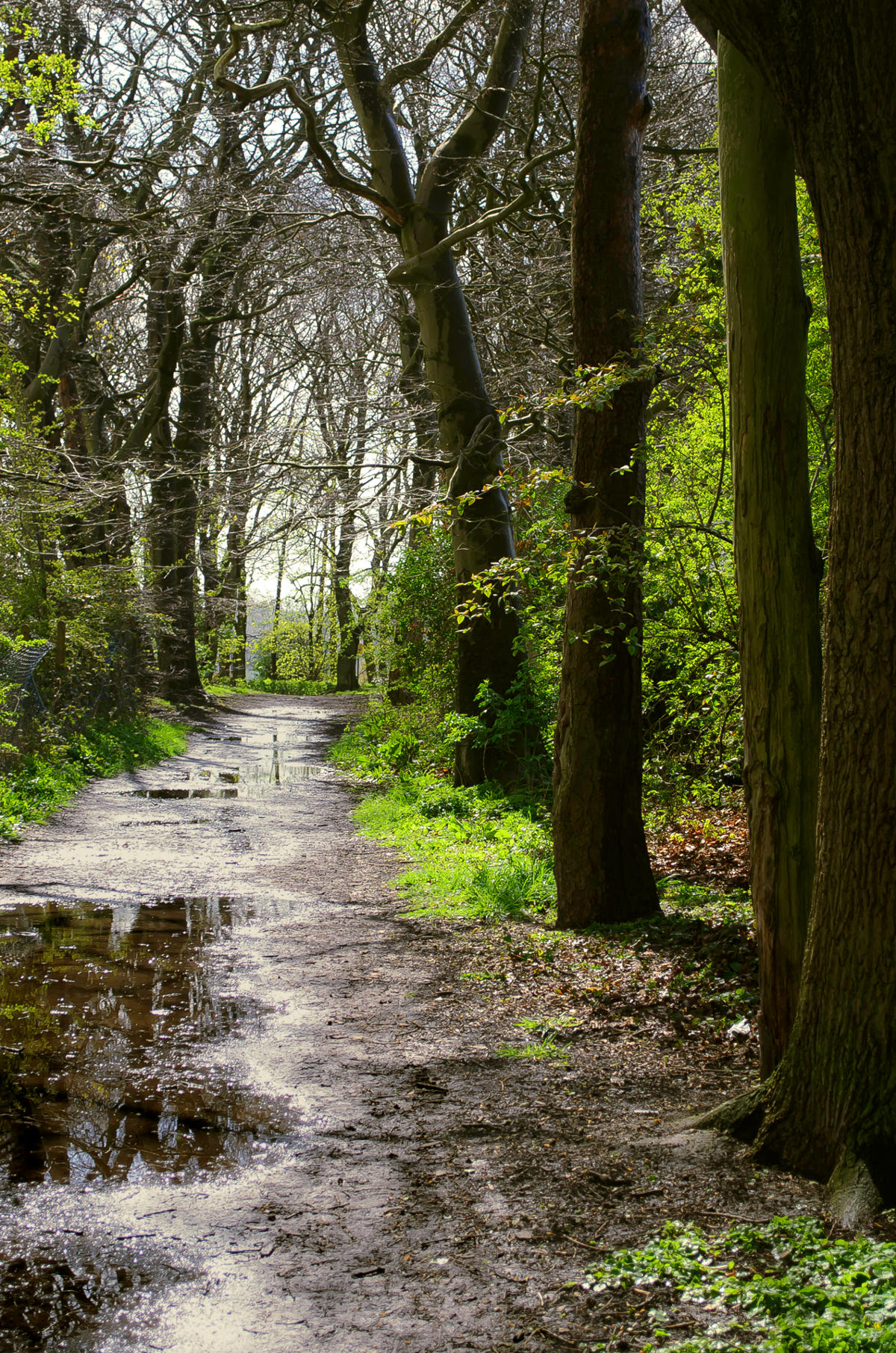 the forest after October rain in CO9 postcodes Gosfield Exterior Cleaning George Hodan